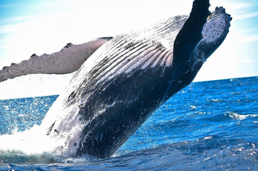 О чём «спрашивают» малыши горбатых китов своих мам