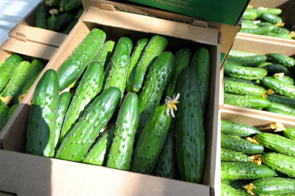 Золотые, а не зеленые! Почему так подорожали свежие огурцы в РФ?