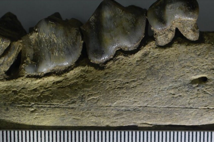 Nature: гоминины жили в Европе на 500 000 лет раньше, чем считалось