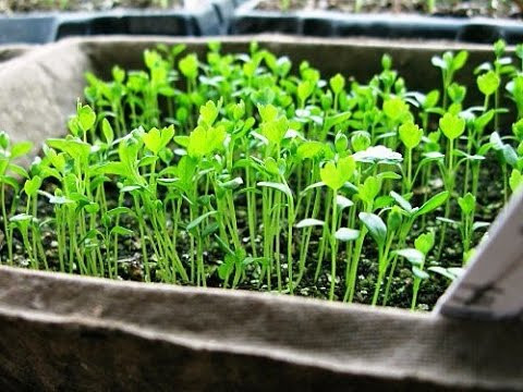 Всего одна таблетка: любая рассада прет щеткой