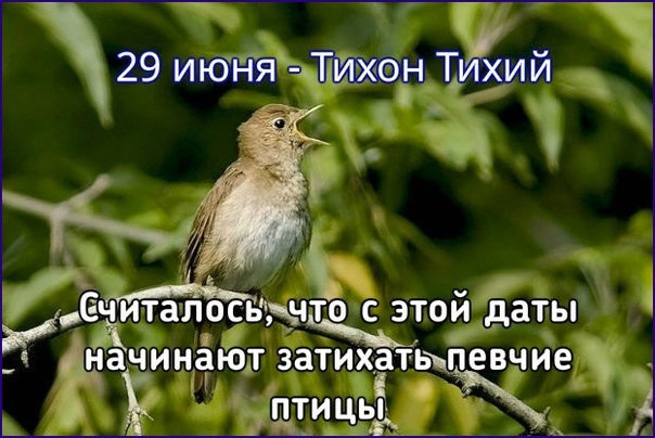 Традиции и обряды на Тихона Тихого, 29 июня 2025 года