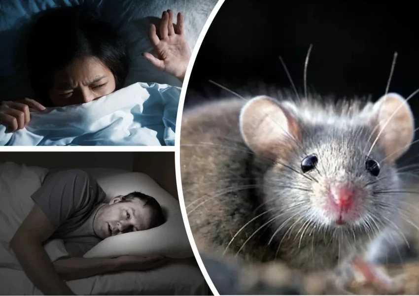 От Фрейда до Ванги: толкование снов о мышах в разных обстоятельствах