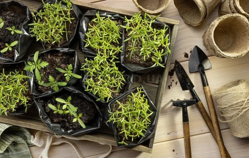 Какие культуры сажают в декабре для раннего и богатого урожая, согласно посевному календарю