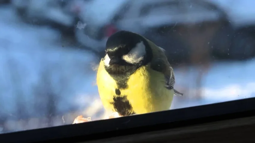 Что означает, если синица залетела в квартиру, о чем предупреждает примета