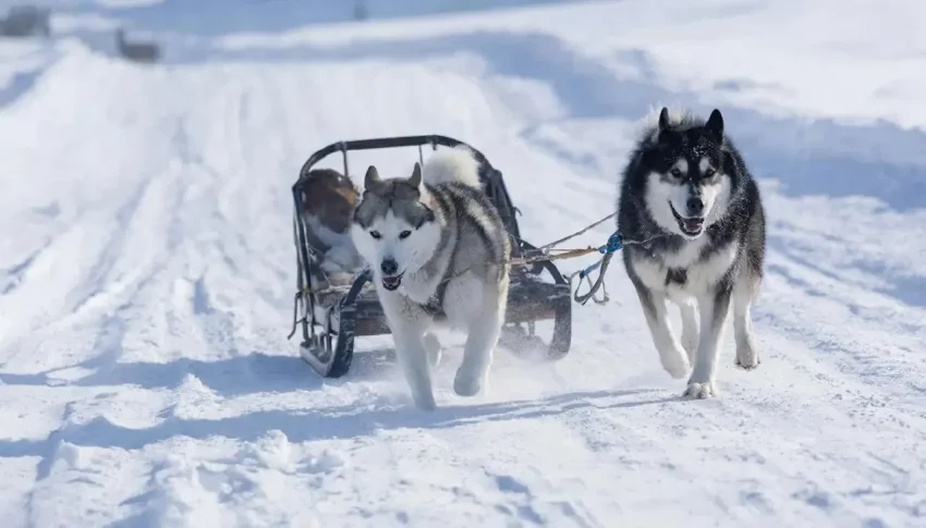 Дания: Мы потратили миллиарды на оборону Гренландии, а не одну собачью упряжку