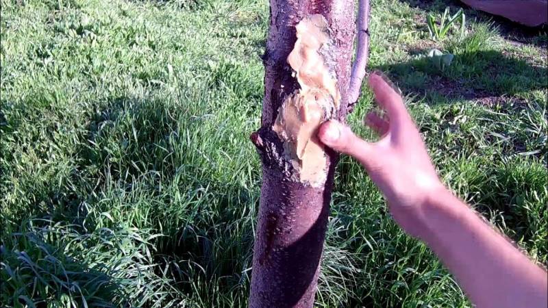 Секреты садоводов: как приготовить целебную замазку для лечения ран на деревьях